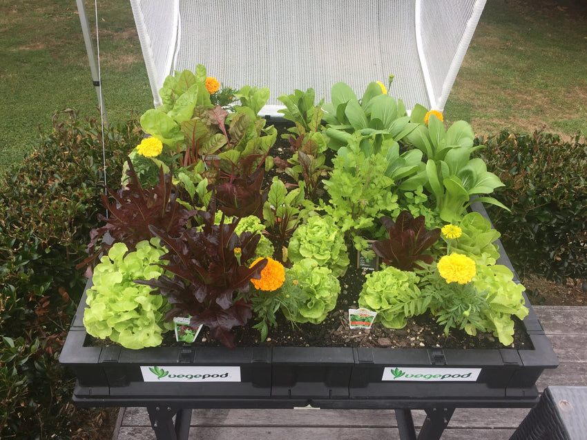 Medium Starter Pack with Stand Vegepod Starter Packs Vegepod NZ
