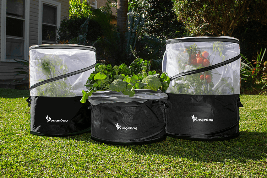 Vegebag - Relaunching soon! Vegepod NZ
