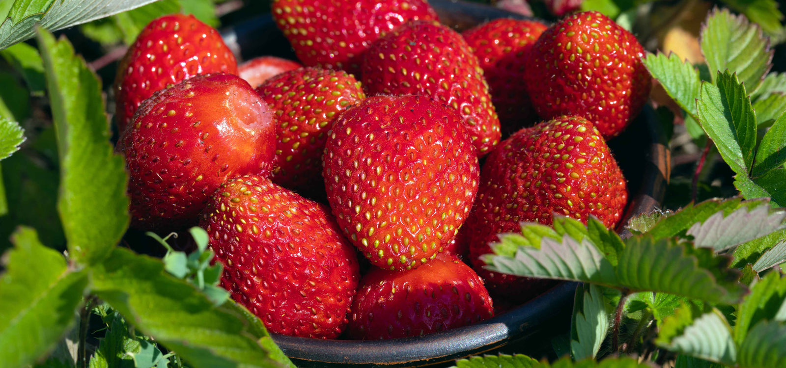 How to grow strawberries in your Vegepod!