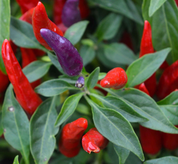 How to grow chillies in your Vegepod