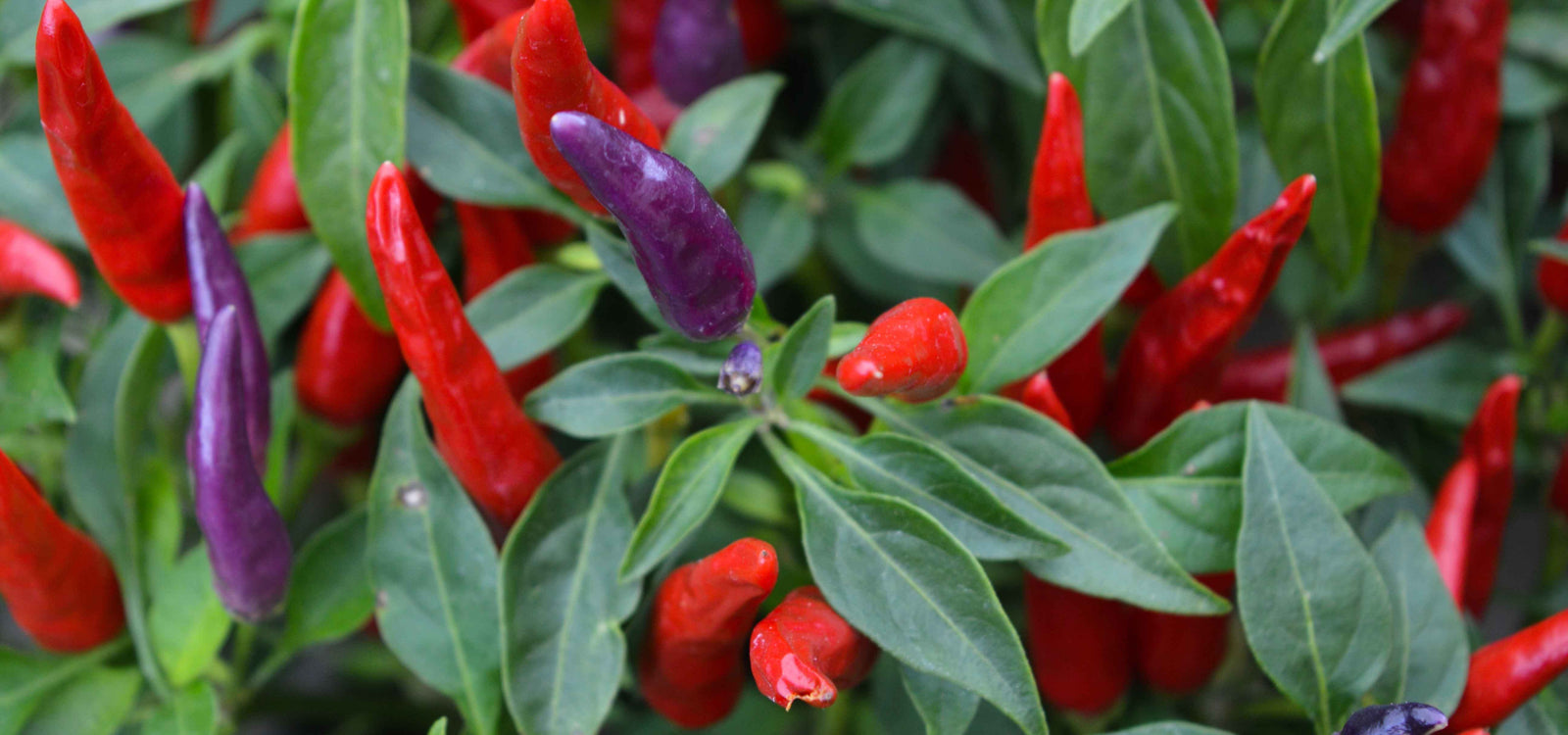 How to grow chillies in your Vegepod