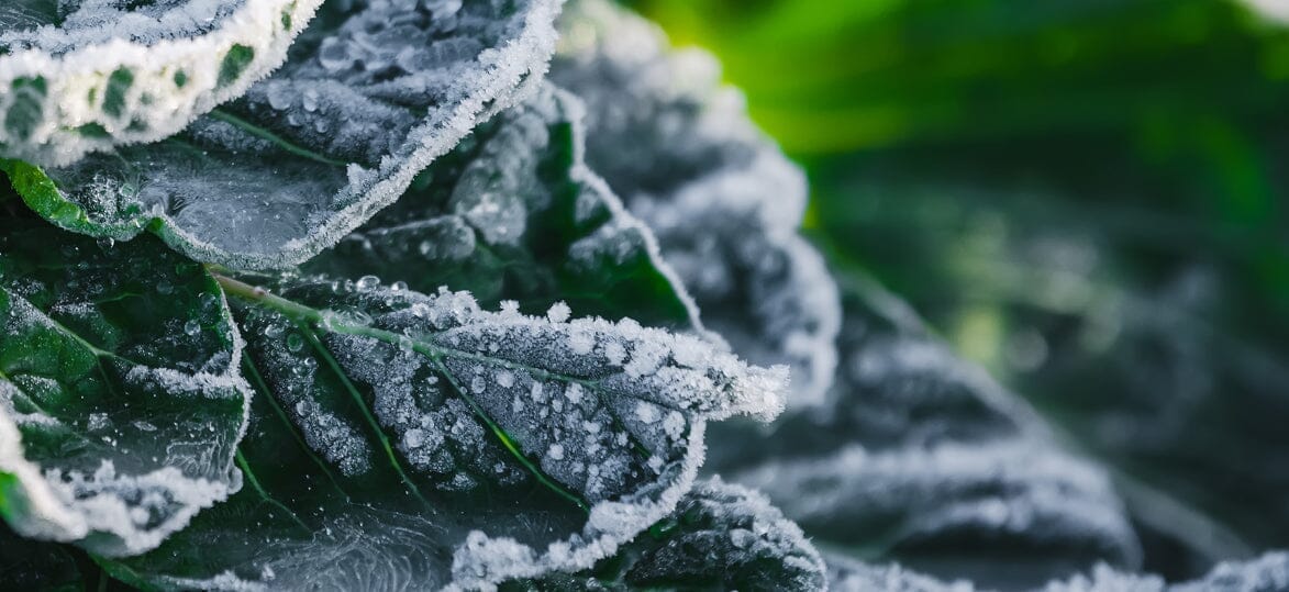 Protect Your Plants This Winter: Frost-Proofing Your Vegepod Raised Garden Beds