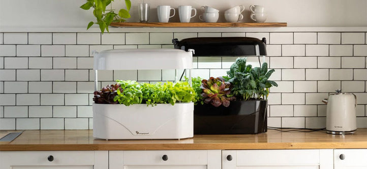 How Vegepod's Kitchen Garden Keeps Your Greens Growing Year-Round