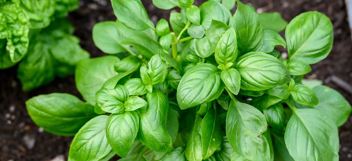Grow Your Own Herbs: A Beginner’s Guide to Fresh Flavours