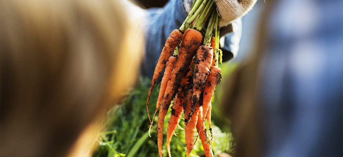 Carrot Craze: Celebrating International Carrot Day with Vegepod