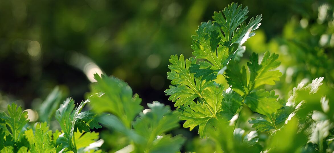 Monthly Planting Guide: What to Grow in March in New Zealand