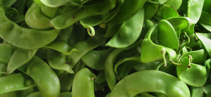 Happy International Bean Day! Our Bean Growing Guide