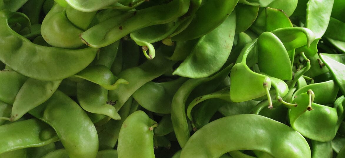 Happy International Bean Day! Our Bean Growing Guide