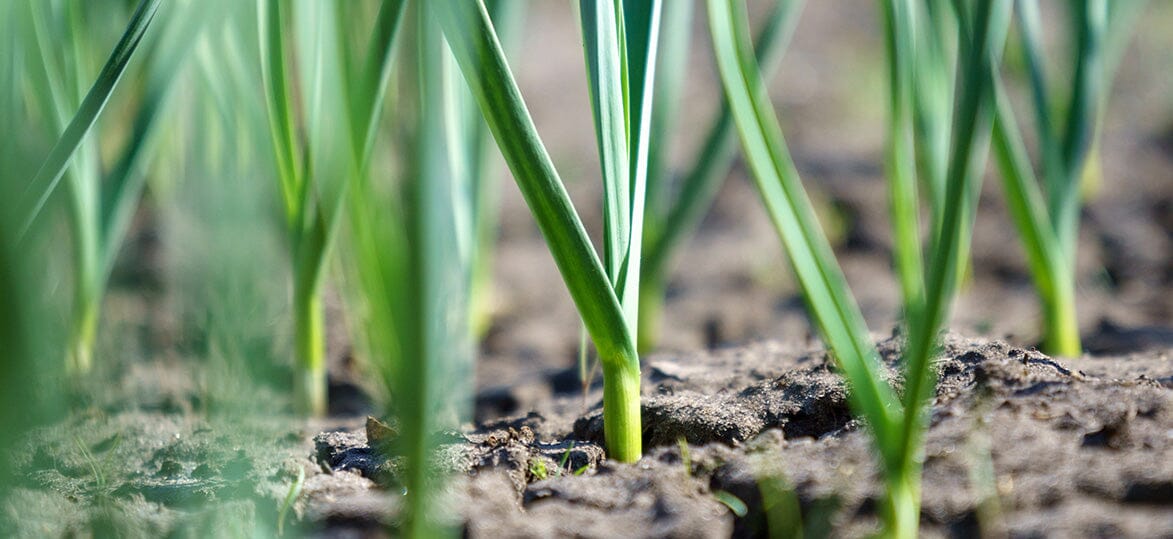 Garlic Growing 101: Spice Up Your Garden with Vegepod's Guide