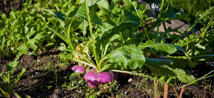 Monthly Planting Guide: What to Grow in Your Vegepod This June in New Zealand