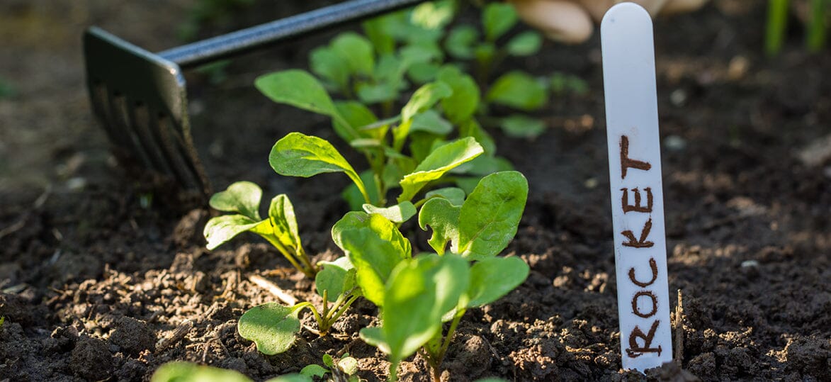 What to Plant Now for a Fresh Christmas Lunch