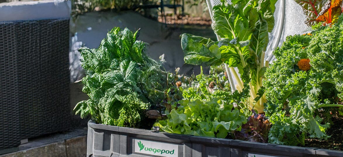 Monthly Planting Guide: What to Grow in February in New Zealand