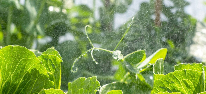 World Water Day: How Vegepod’s Self-Watering System Conserves Water