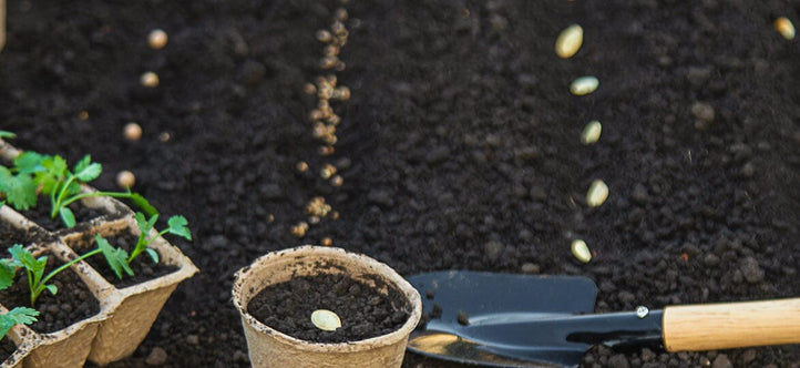 Monthly Planting Guide: What to Grow in May in New Zealand