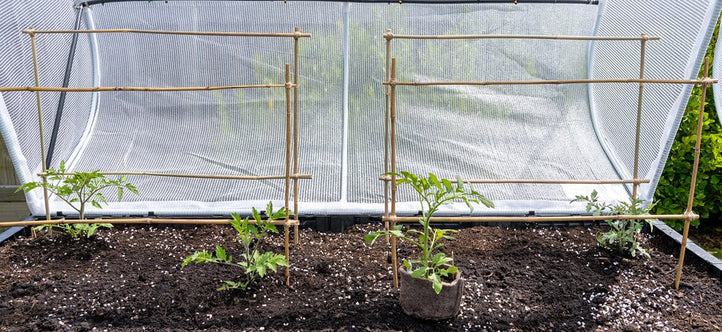 New Year Resolutions: How to Start a Vegetable Garden in 2025