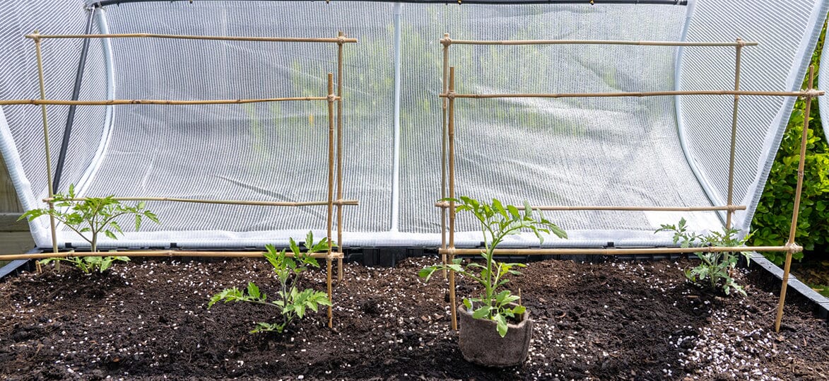 New Year Resolutions: How to Start a Vegetable Garden in 2025