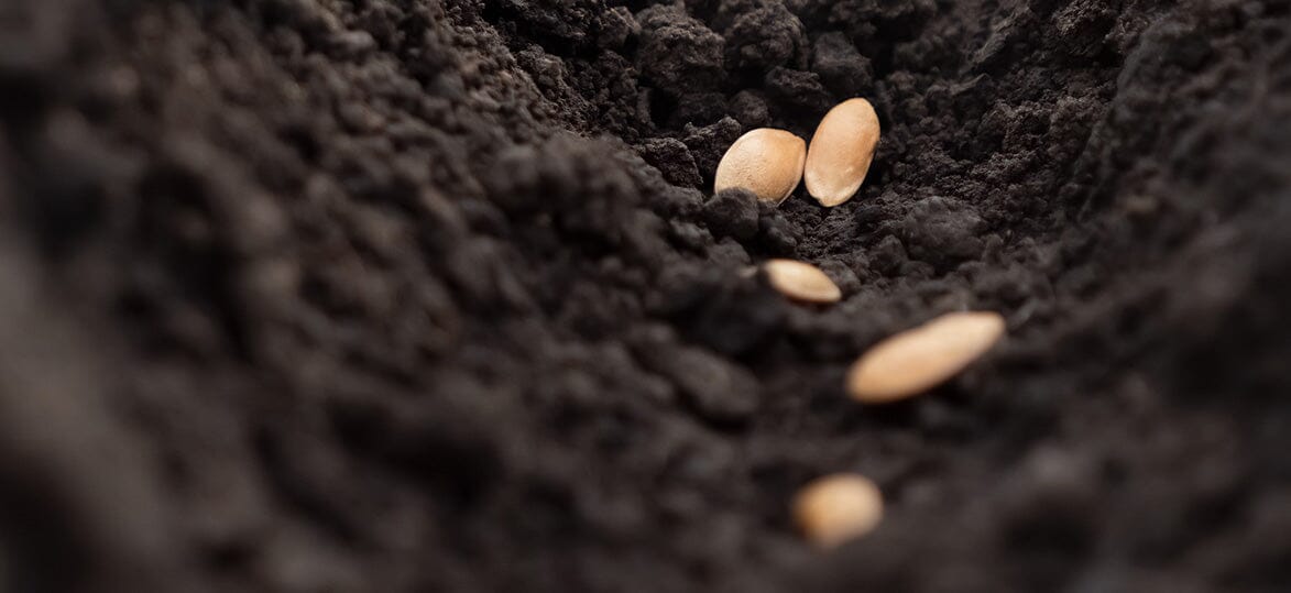 Our guide to Sowing Seeds in your Vegepod