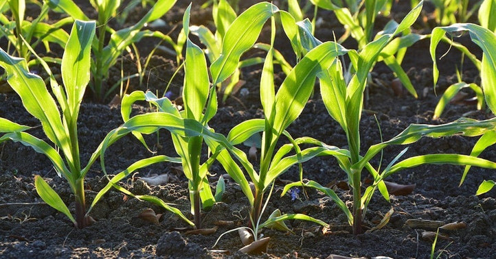 Ask Angus: What Growing Mix Should I Use For My Raised Garden Bed?