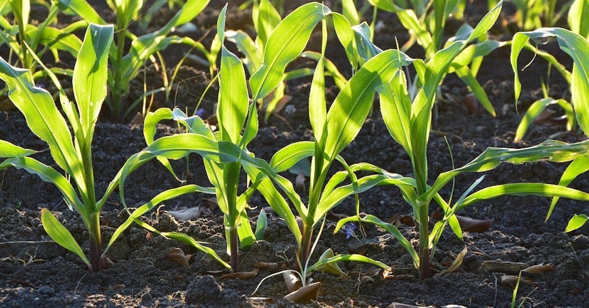 Ask Angus: What Growing Mix Should I Use For My Raised Garden Bed?