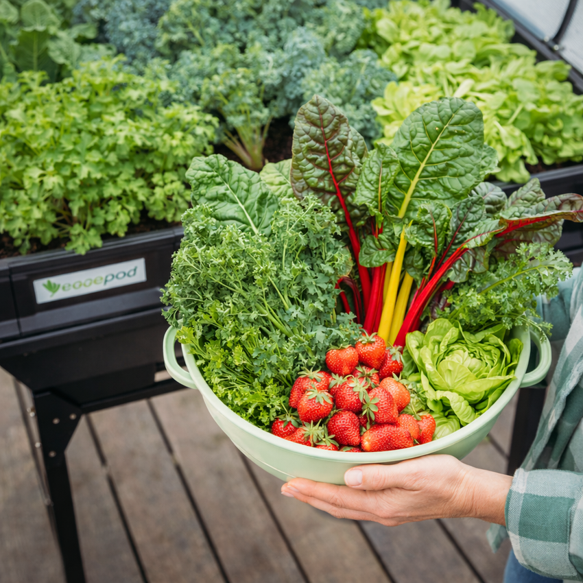 Medium Raised Garden Bed with Cover 1m x 1m