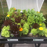 Medium Raised Garden Bed with Cover 1m x 1m Raised Garden Bed Vegepod 