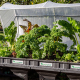 Large Raised Garden Bed with Cover 2m x 1m Raised Garden Bed Vegepod 