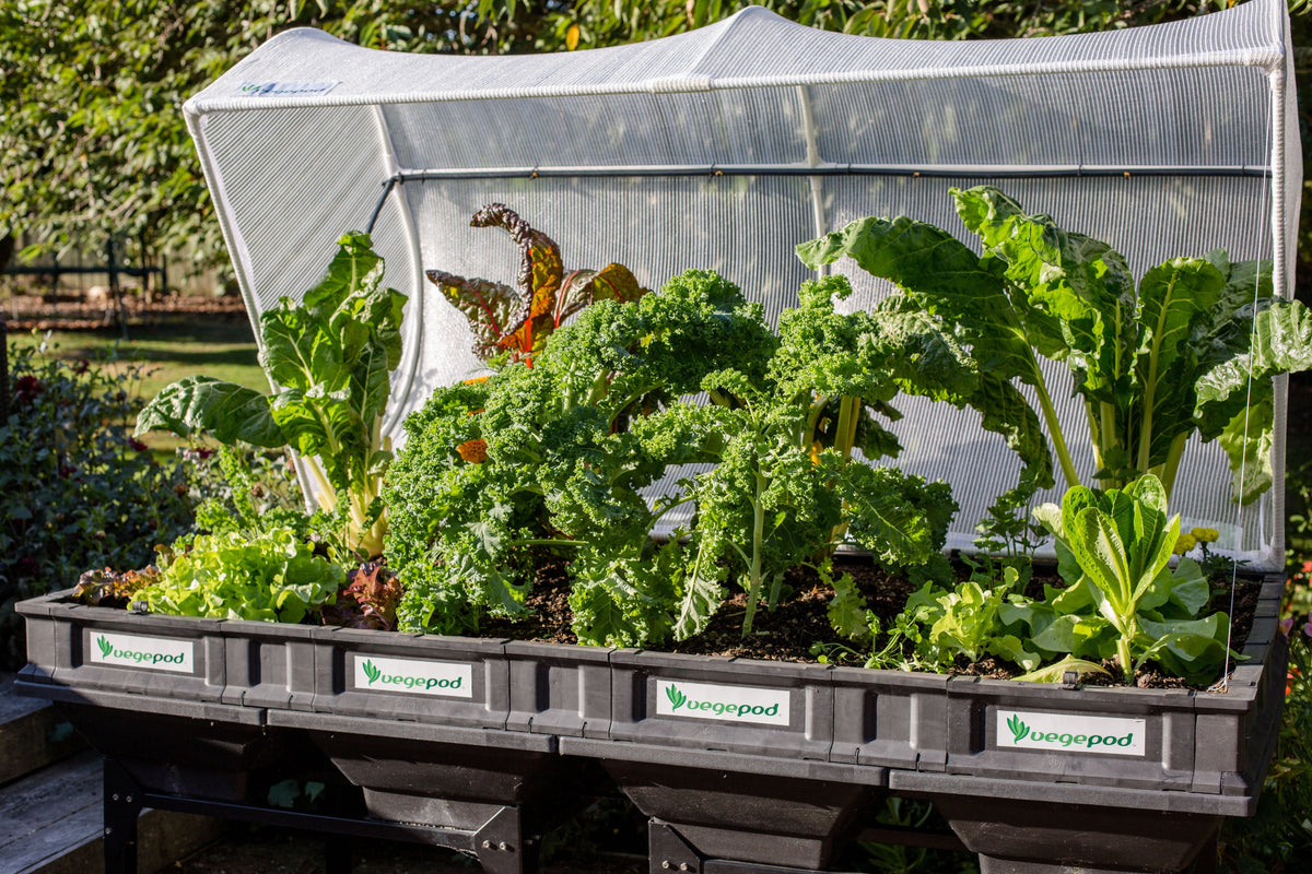 Large Raised Garden Bed with Cover 2m x 1m Raised Garden Bed Vegepod 