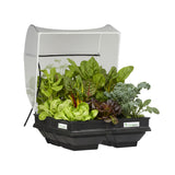 Medium Raised Garden Bed with Cover 1m x 1m