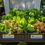 Medium Starter Pack with Trolley Vegepod Starter Packs Vegepod NZ 