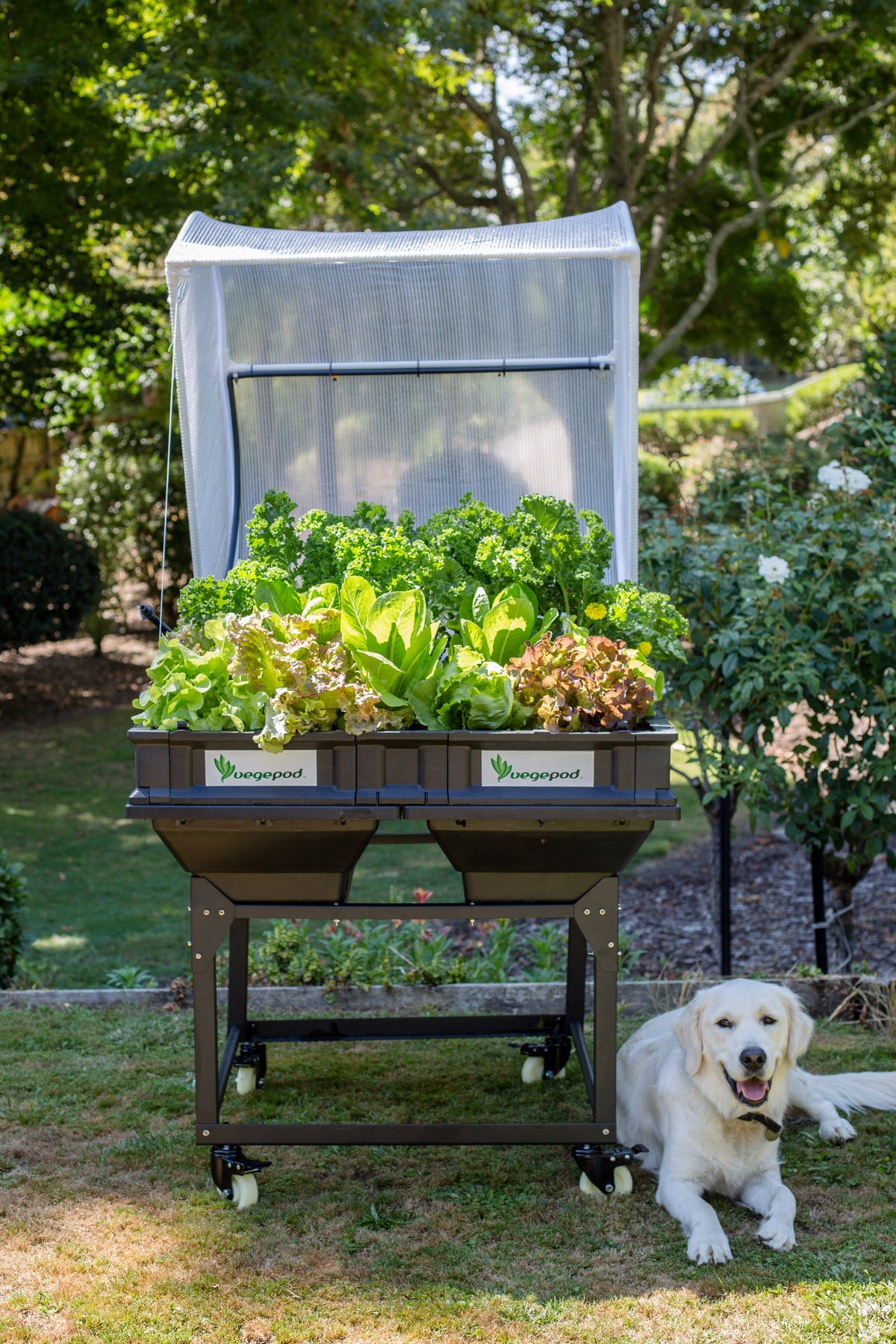 Medium Starter Pack with Trolley Vegepod Starter Packs Vegepod NZ 